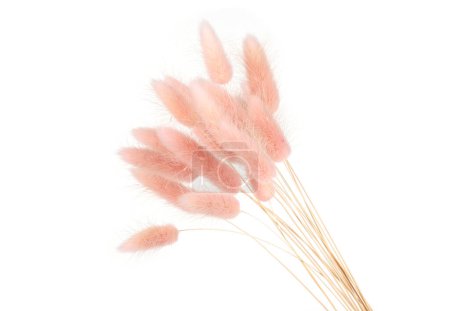 Rosa flauschige Hasenschwänze Gras isoliert auf weißem Hintergrund. Getrockneter Lagurus blüht Gräser.