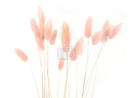 Rosa flauschige Hasenschwänze Gras isoliert auf weißem Hintergrund. Getrockneter Lagurus blüht Gräser.