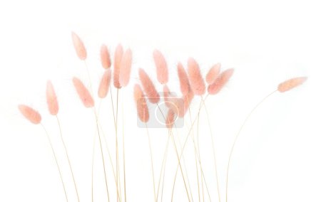 Pink fluffy bunny tails grass isolated on white background. Dried Lagurus flowers grasses.
