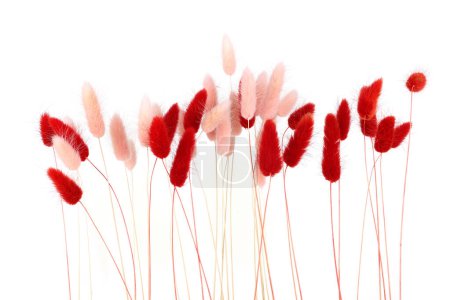 Rosa und rot flauschige Hasenschwänze Gras isoliert auf weißem Hintergrund. Getrockneter Lagurus blüht Gräser.