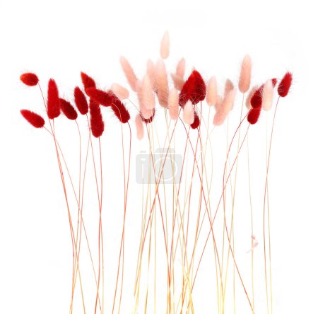 Rosa und rot flauschige Hasenschwänze Gras isoliert auf weißem Hintergrund. Getrockneter Lagurus blüht Gräser.