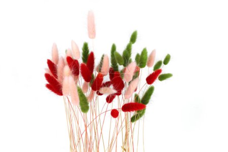 Pink, red and green fluffy bunny tails grass isolated on white background. Dried Lagurus flowers grasses.