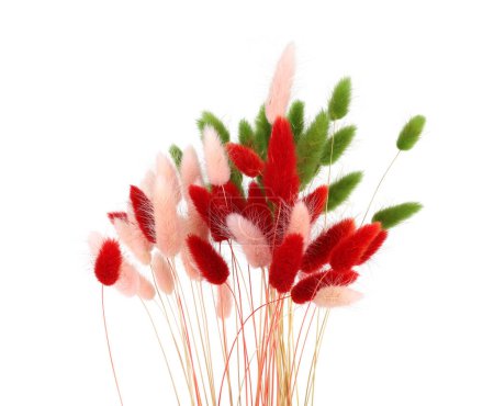 Pink, red and green fluffy bunny tails grass isolated on white background. Dried Lagurus flowers grasses.