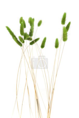 Grüne flauschige Hasenschwänze Gras isoliert auf weißem Hintergrund. Getrockneter Lagurus blüht Gräser.