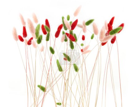 Rosa, rot und grün flauschige Hasenschwänze Gras isoliert auf weißem Hintergrund. Getrockneter Lagurus blüht Gräser.