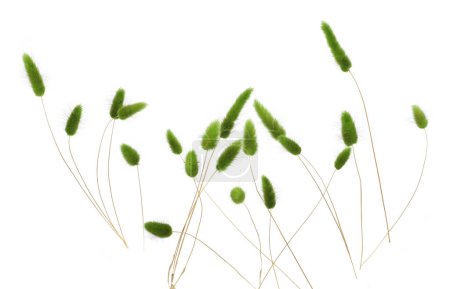 Grüne flauschige Hasenschwänze Gras isoliert auf weißem Hintergrund. Getrockneter Lagurus blüht Gräser.