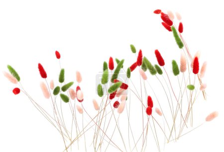 Queues de lapin pelucheuses roses, rouges et vertes isolées sur fond blanc. Lagurus séché fleurs herbes.