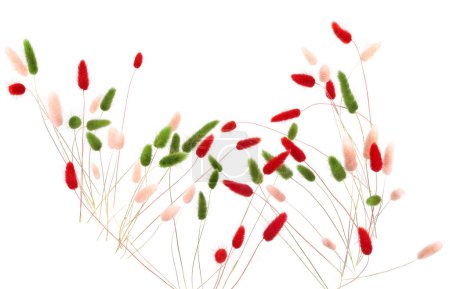 Queues de lapin pelucheuses roses, rouges et vertes isolées sur fond blanc. Lagurus séché fleurs herbes.