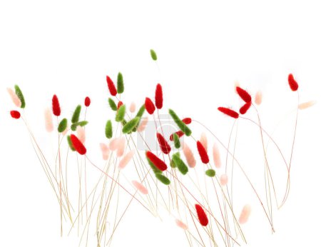 Rosa, rojo y verde cola de conejito esponjoso hierba aislada sobre fondo blanco. Lagurus seco flores hierbas.