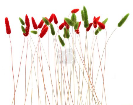 Red and green fluffy bunny tails grass isolated on white background. Dried Lagurus flowers grasses.