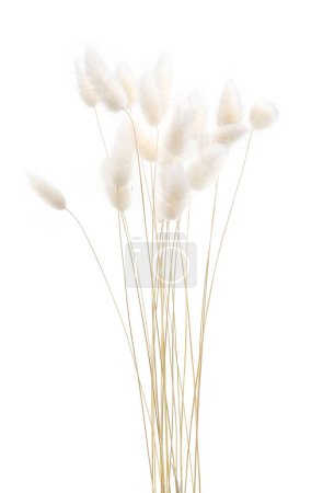 White fluffy bunny tails grass isolated on white background. Dried Lagurus flowers grasses.