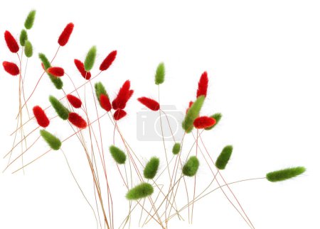 Red and green fluffy bunny tails grass isolated on white background. Dried Lagurus flowers grasses.