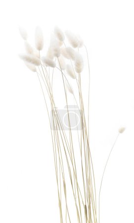 Weiße flauschige Kaninchenschwänze Gras isoliert auf weißem Hintergrund. Getrockneter Lagurus blüht Gräser.