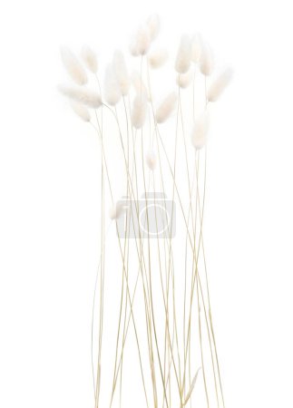 White fluffy bunny tails grass isolated on white background. Dried Lagurus flowers grasses.
