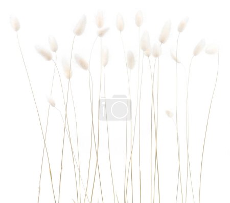 Weiße flauschige Kaninchenschwänze Gras isoliert auf weißem Hintergrund. Getrockneter Lagurus blüht Gräser.