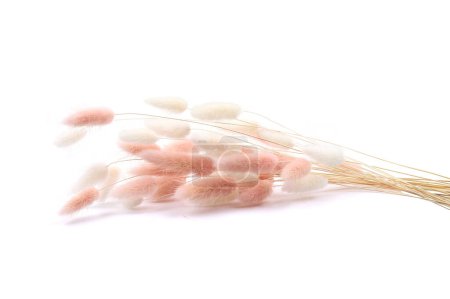 White and pink fluffy bunny tails grass isolated on white background. Dried Lagurus flowers grasses.