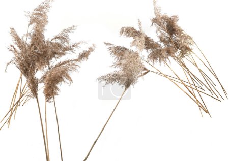 Téléchargez les photos : Roseaux secs isolés sur fond blanc. Fleurs pelucheuses d'herbe sèche Phragmites, herbes d'automne ou d'hiver. - en image libre de droit