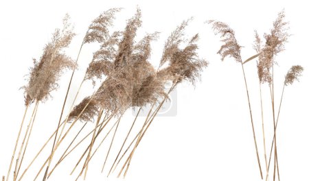 Cañas secas aisladas sobre fondo blanco. Flores de hierba secas esponjosas Fragmitas, hierbas de otoño o invierno.