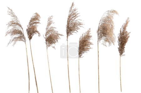 Cañas secas aisladas sobre fondo blanco. Flores de hierba secas esponjosas Fragmitas, hierbas de otoño o invierno.
