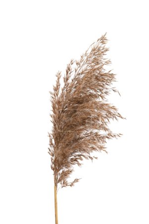 Caña seca aislada sobre fondo blanco. Flor de hierba seca esponjosa Fragmitas, hierba de otoño o invierno.