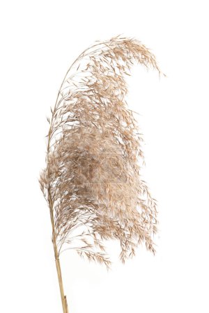 Dry reed isolated on white background. Fluffy dry grass flower Phragmites, autumn or winter herb.