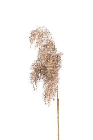 Téléchargez les photos : Roseau sec isolé sur fond blanc. Fleurs d'herbe sèche pelucheuse Phragmites, herbe d'automne ou d'hiver. - en image libre de droit