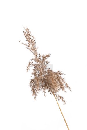 Trockenes Schilf isoliert auf weißem Hintergrund. Flauschige trockene Grasblume Phragmiten, Herbst- oder Winterkraut.