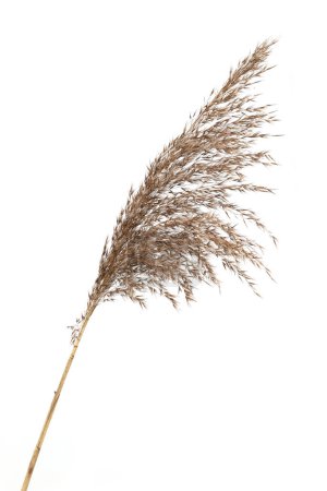 Caña seca aislada sobre fondo blanco. Flor de hierba seca esponjosa Fragmitas, hierba de otoño o invierno.