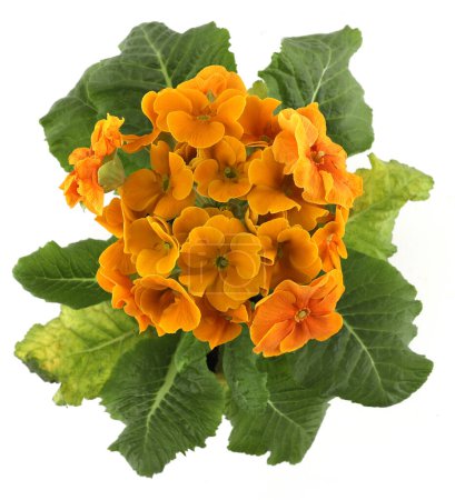 Primrose flower isolated on white background. Primula Elatior Sibel flower with large bloom, top view.
