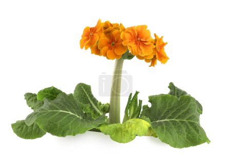 Primrose flower isolated on white background. Primula Elatior Sibel flower with large bloom and strong stem.
