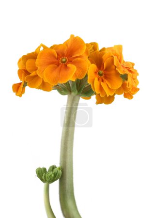 Primrose flower isolated on white background. Primula Elatior Sibel flower with large bloom and strong stem.