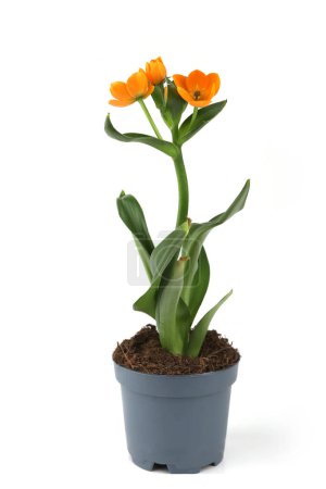 African Breeze flower in pot isolated on white background. Blooming orange flower Ornithogalum dubium.