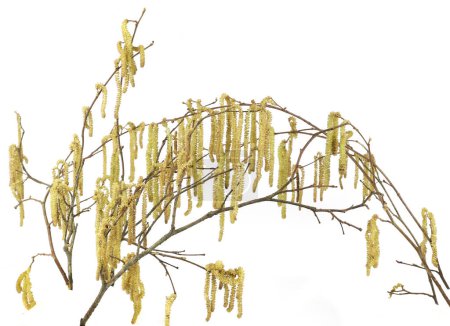 Foto de Calabazas masculinas en ramas de avellana comunes aisladas sobre fondo blanco. Avellana flor de la planta a principios de primavera
. - Imagen libre de derechos