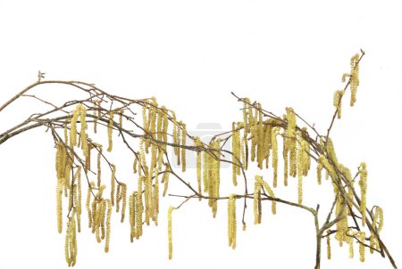 Foto de Calabazas masculinas en ramas de avellana comunes aisladas sobre fondo blanco. Avellana flor de la planta a principios de primavera
. - Imagen libre de derechos
