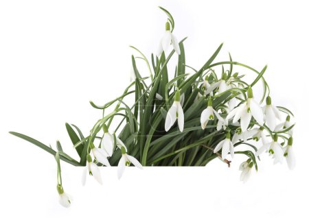 Spring flowers Snowdrops isolated on white background. Bunch of first white spring flowers Galanthus.