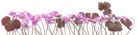 First spring flowers,  Anemone hepatica isolated on white background. Blooming of pink violet wild forest flowers liverwort.