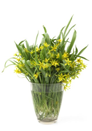First spring forest flowers Yellow star-of-Bethlehem in vase isolated on white background. Small, yellow wild flowers Gagea lutea on white.