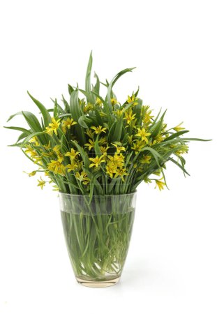 First spring forest flowers Yellow star-of-Bethlehem in vase isolated on white background. Small, yellow wild flowers Gagea lutea on white.