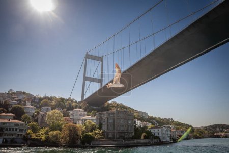 Photo for Seagull bird flying in front of the second Bosphorus Bridge; also called faith sultan mehmet koprusu bridge , seen from below. it's a bridge in Istanbul connecting Asian and European side. - Royalty Free Image