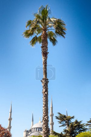 Photo for Selective blur on palm trees in Istanbul in front of the Sultanahmet camii mosque, one of the main monuments of istanbul and a landmark of Turkish islam, also called blue mosque. - Royalty Free Image