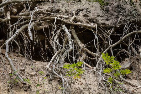Photo for Focus on tree roots on a torn down wooden tree, uprooted, in an romanian european forest, ready for removal, covered in ground and grass. - Royalty Free Image