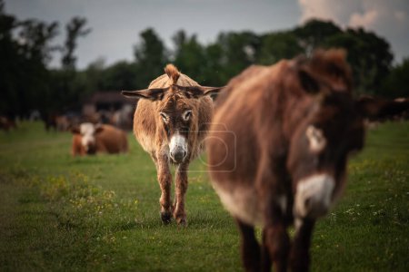 Photo for Selective blur on a donkey, with a determine flance, looking at a camera in a flock and herd, in Zasavica, Serbia. Equus Asinus, or domestic donkey, is a cattle farm animal. - Royalty Free Image