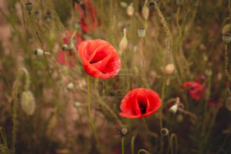 Photo for Selective blur on a close up of several red common poppies standing in a field of green grass and yellow sand. Also called papaver rhoeas, common poppy a flower of the papaveroideae family. - Royalty Free Image