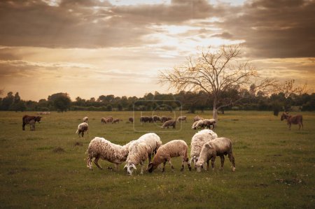 Photo for Selective blur on a flock and herd of white sheeps, with short wool, standing and eating in the grass land of a pasture in a Serbian farm in Zasavica. They're common farming animals, called ovis aries. - Royalty Free Image