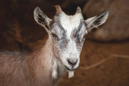 Selective blur on a portrait of a Young goat, a kid, a baby, standing and looking at the camera with a focus on its head. This kind of goat is a major component of agricultural livestock.