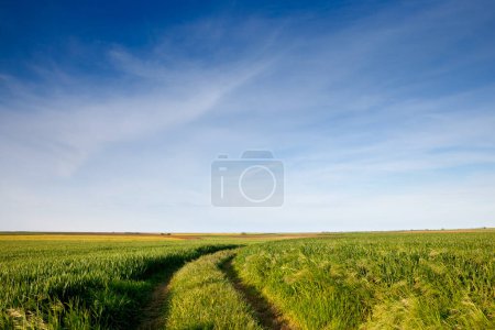 Photo for Wheat field, green color, on a sunny afternoon with blue sky, in a typical serbian agricultural landscape, at the spring season, in Vojvodina, with an old dirt path. - Royalty Free Image