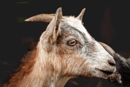 Photo for Selective blur on a portrait of a Young goat with a focus on its head, a kid, a baby, standing and looking on the right. This kind of goat is a major component of agricultural livestock. - Royalty Free Image