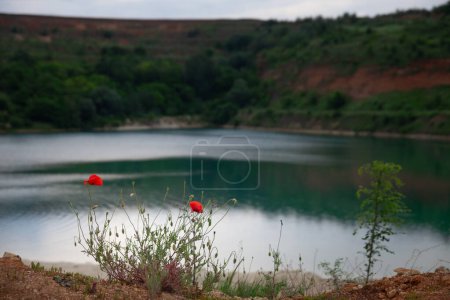 Photo for Selective blur on common poppy flowers in front of Panorama of a beach of Besenovacko jezero, or lake Besenovo, in Fruska gora mountains, vojvodina, Serbia during a rainy afternoon. - Royalty Free Image