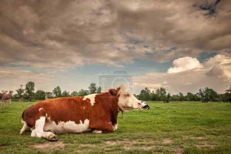 Photo for Selective blur on a Holstein frisian cow with its typical brown and white fur, laying down and resting in a Serbian pasture. Holstein is a cow breed, known for its dairy milk production. - Royalty Free Image