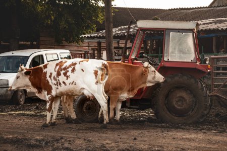 Photo for Selective blur on a portrait of two Holstein frisian cows, with typical brown and white fur standing by tractors and agricultural gear. Holstein is a cow breed, known for its dairy milk production. - Royalty Free Image
